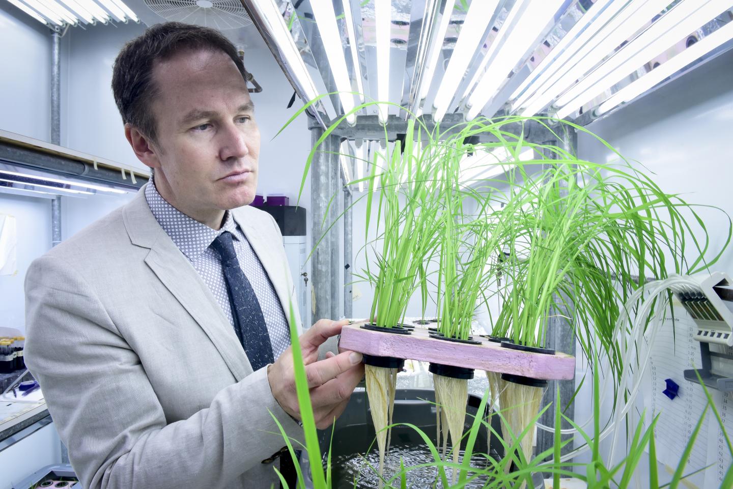 U of T Scarborough Professor Herbert Kronzucker has helped identify "superstar" varities of rice that can reduce fertilizer loss and cut down on environmental pollution in the process (Photo by Ken Jones)