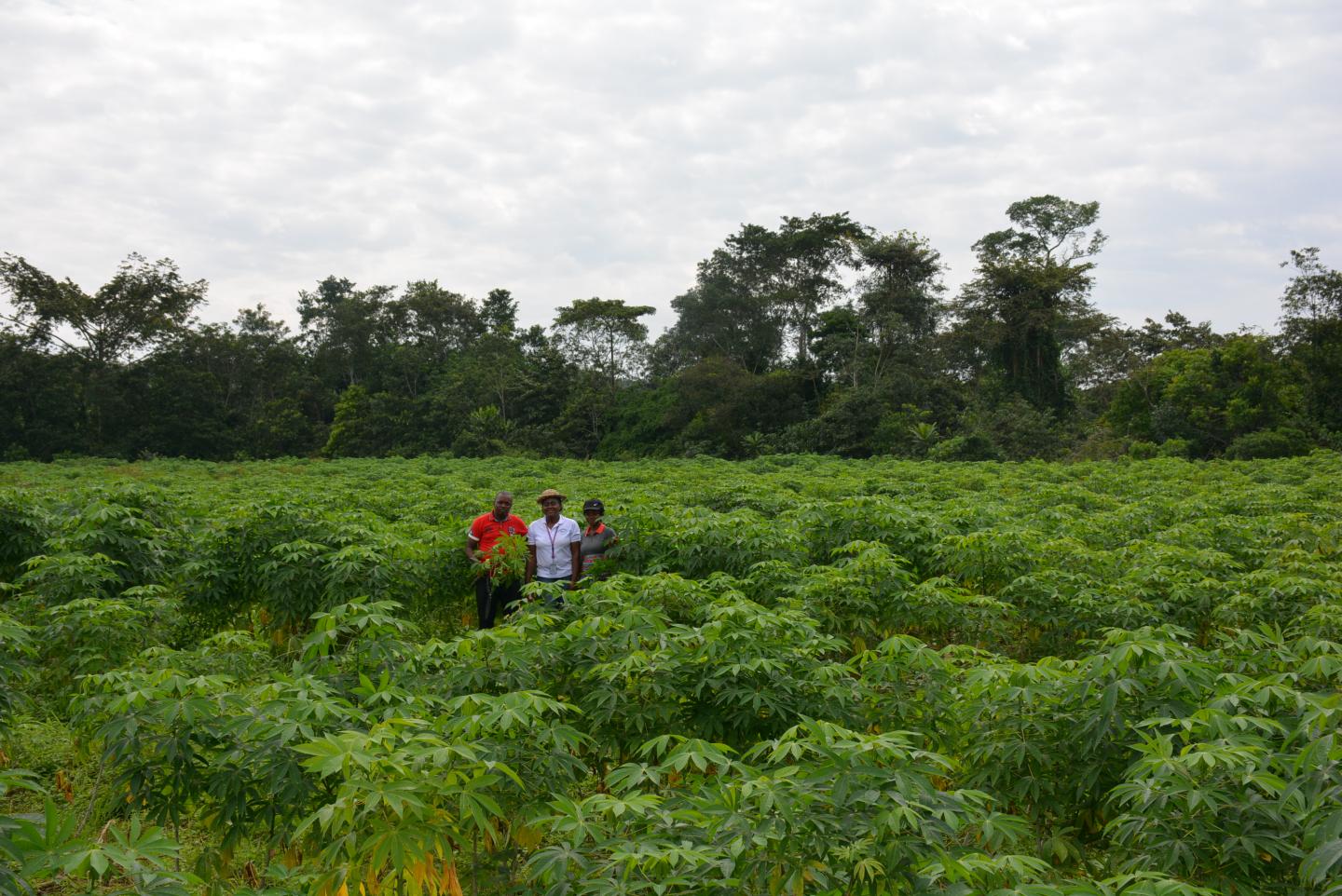 Cassava, a tuberous root crop that thrives in poor soil, is a staple food for 600 million people across the world.