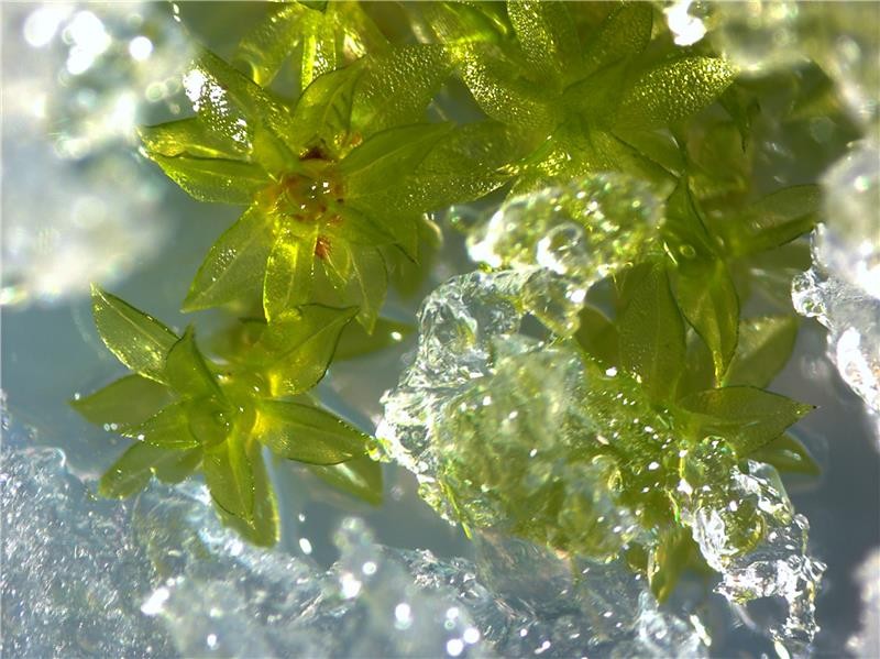 Moss plants covered in ice. Photo: Anna Beike, University of Freiburg