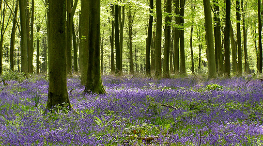 Semi-natural woodland with the native Hyacinthoides non-scripta in England.
