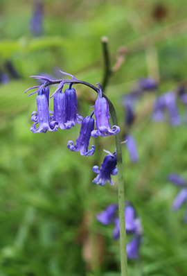 Hyacinthoides non-scripta