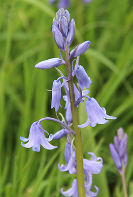 Hyacinthoides hispanica