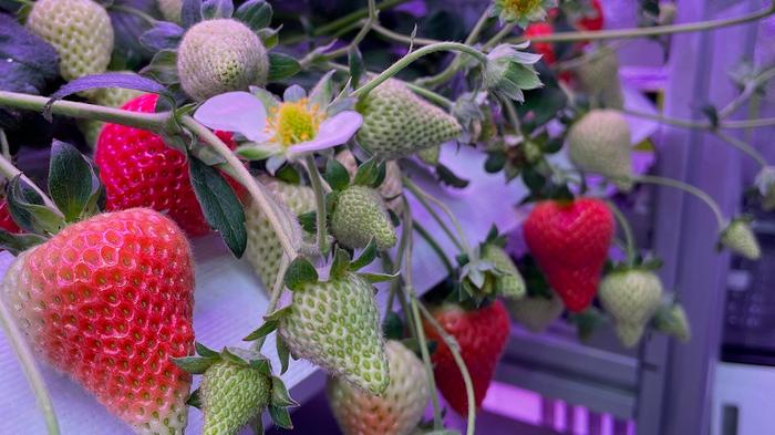 Strawberries growing in an indoor growth facility