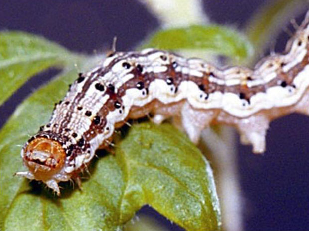 A tomato fruitworm caterpillar on a tomato plant leaf.