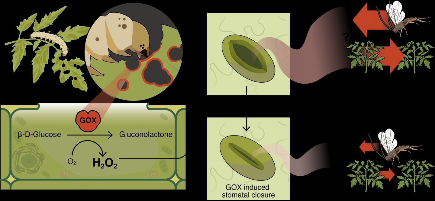 Figure depicting results: The researchers found that the glucose oxidase (GOX), secreted by tomato hornworm caterpillars onto leaves, causes stomatal closure in tomato plants within five minutes, and in both tomato and soybean plants for at least 48 hours. This prevents the plants from alerting neighbouring plants to the presence of herbivores nearby.