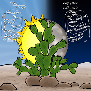 34th New Phytologist Symposium: Systems biology and ecology of CAM plants logo