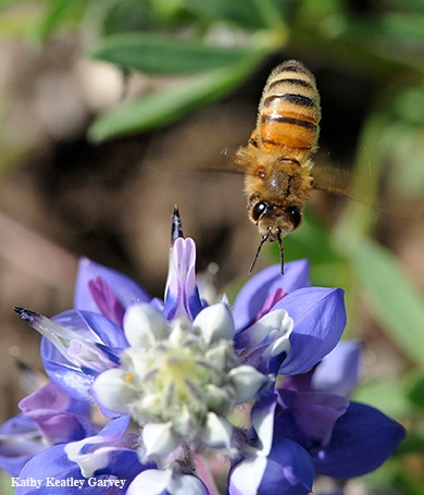 Image: A honey bee heading toward lupine. Nectar-living microbes release scents or volatile compounds, too--not just the nectar, according to newly published research led by Rachel Vannette. (Photo by Kathy Keatley Garvey)