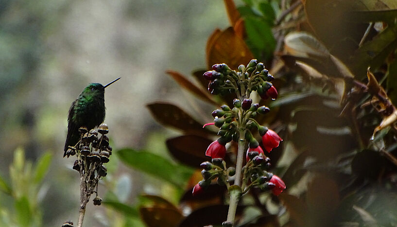 A hummingbird perches next to a flowering plant