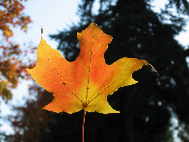 Sugar maple leaf