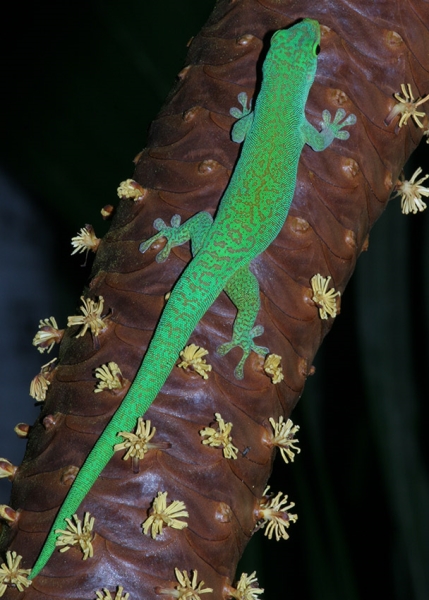 Gecko “Phelsuma sundbergi” on a male inflorescence of Coco de Mer. These geckos feed mainly on the pollen of Coco de Mer palm trees. Image: Ch. Kaiser-Bunbury