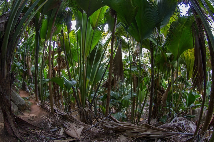 Coco de Mer trees in different stages of development and of different ages in the palm forest of Vallée de Mai. The Seychelles Islands Foundation is in charge of protection, research and management of this UNESCO World Heritage Site on Praslin Island, Seychelles. Image: Chris Mason-Parker