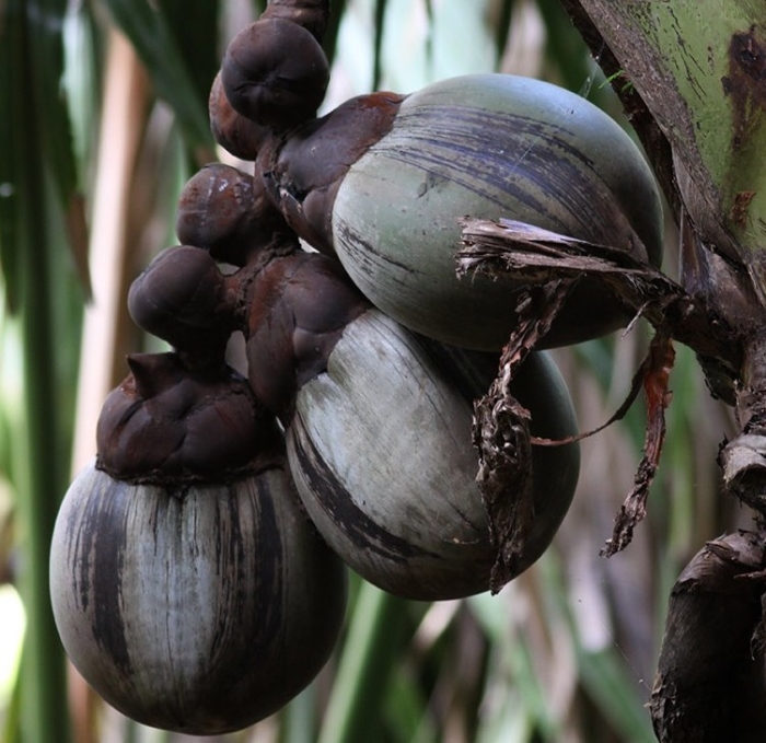 Three Coco de Mer fruits on a female tree. The fruits need up to 7 years to develop. Image: Dennis Hansen
