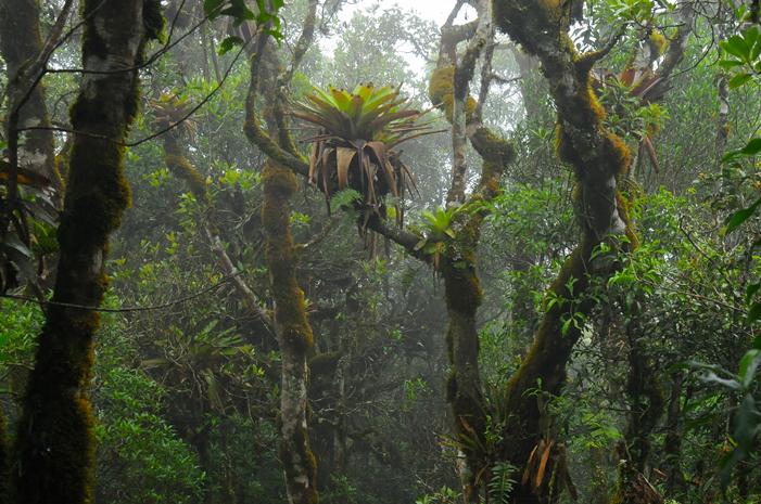 tropical montane cloud forest pic