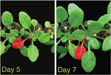 Representative leaf (false coloured) changing its growth direction in a row formed by kin neighbours: originally oriented towards its neighbour (day 5), the leaf then grows towards the empty space out of the row of neighbours (day 7)