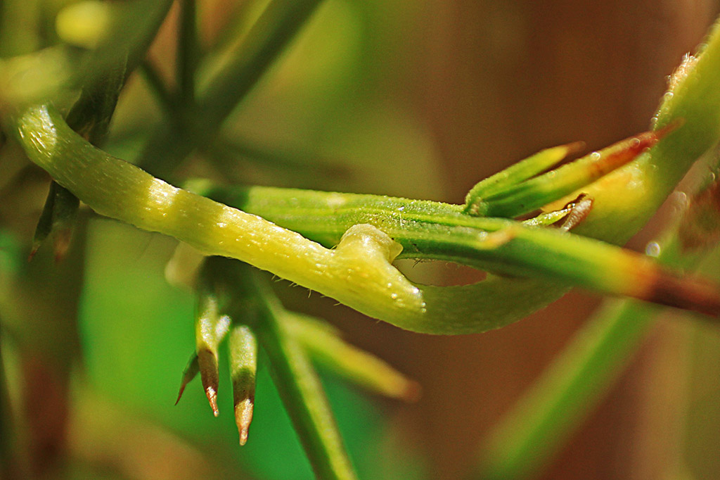 Close-up of Cassytha pubescens haustoria on the major invasive shrub gorse. Photo by Casey Lauren O'Brien.