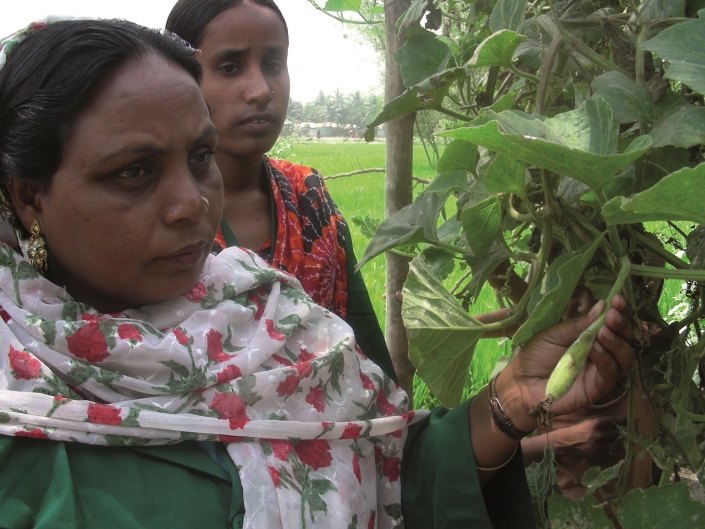 Workers in Bangladesh assess their gourd crop for pests. New research suggests the abundance of crop pests in developing countries may be greatly underestimated, posing a significant threat to some of the world's most important food producing nations.