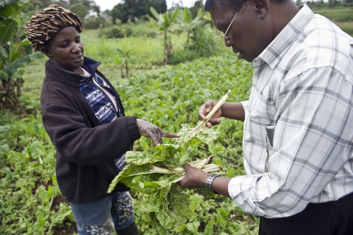 Kale growers in Kenya assess their crop for pests. New research shows the abundance of crop pests in developing countries may be greatly underestimated, posing a significant threat to some of the world's most important food producing nations.