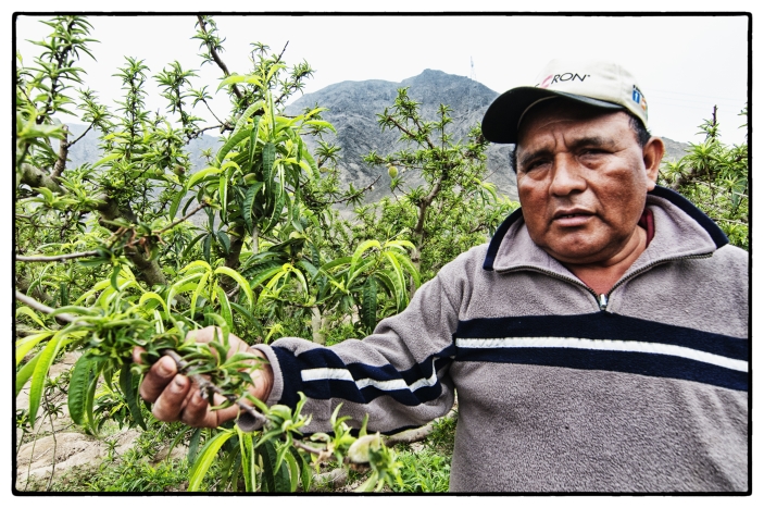 A peach farmer in Peru examines his crop for pests.