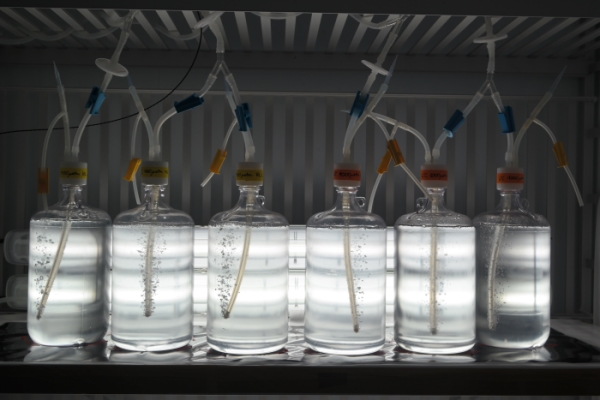 The single celled algae are exposed to different carbon dioxide concentrations and light intensities. (Photo: Alfred-Wegener-Institut/Clara Hoppe)
