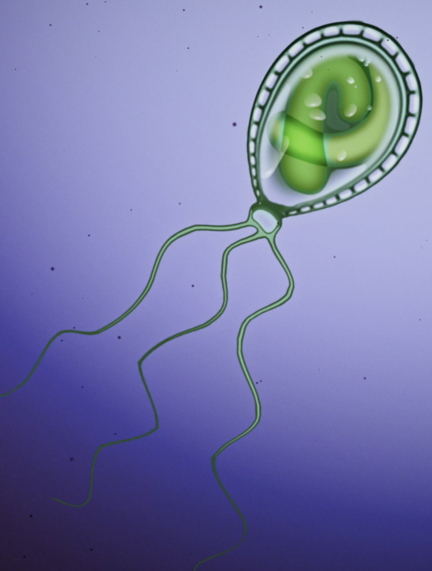 An illustration of the photosynthetic amoeba Paulinella.