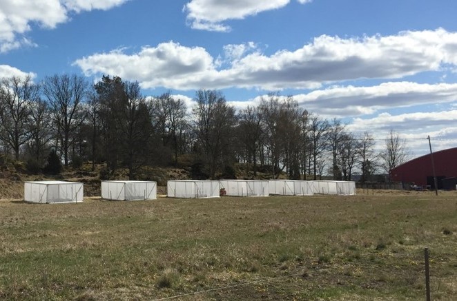 Open field warming experiment. Scientists build six cages with half of them being actively heated with ceramic heaters. In each cage, researchers placed 22-25 oak trees representing five different genotypes. Photo: Maria Faticov.