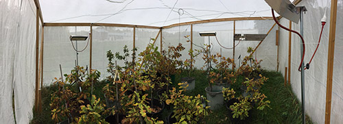 View inside one of the three heated cages in the experiment. Photo: Maria Faticov.