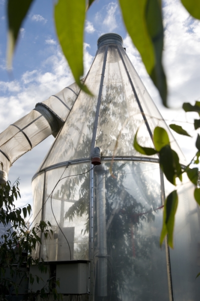 Photo from Woody clockworks: circadian regulation of night-time water use in Eucalyptus globulus