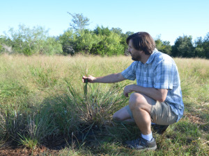To understand how two varieties of panic grass (Panicum hallii) emerged, researchers including DOE JGI collaborator Tom Juenger at the University of Texas-Austin grew hybrid plants in University of Texas greenhouses. (Image courtesy of Tom Juenger)