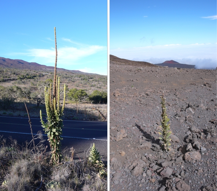 Verbascum thapsus at mis and high elevation - Invasion science