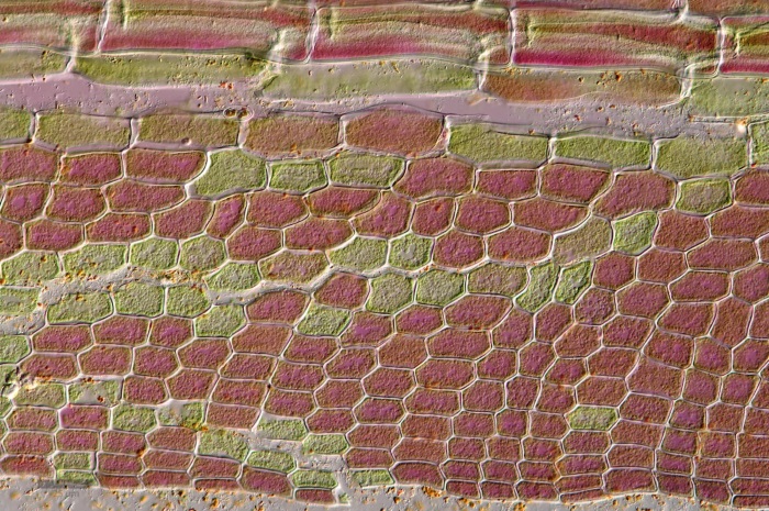 Image: Caloglossa beccarii, an alga in the genus Caloglossa, which is known for producing mannitol. Image credit: Eckhard Voelcker. Used with permission, all rights reserved.