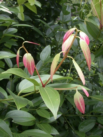 Cinnamomum verum photo - Invasion science