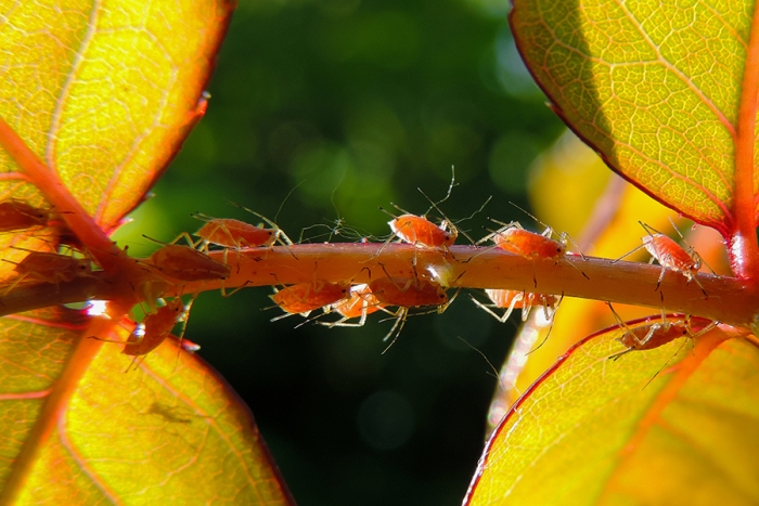 Aphid infestation on rose. Photo: Drriss and Marrionn,CC BY-NC-SA