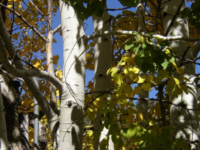 Aspen tree - Populus tremuloides