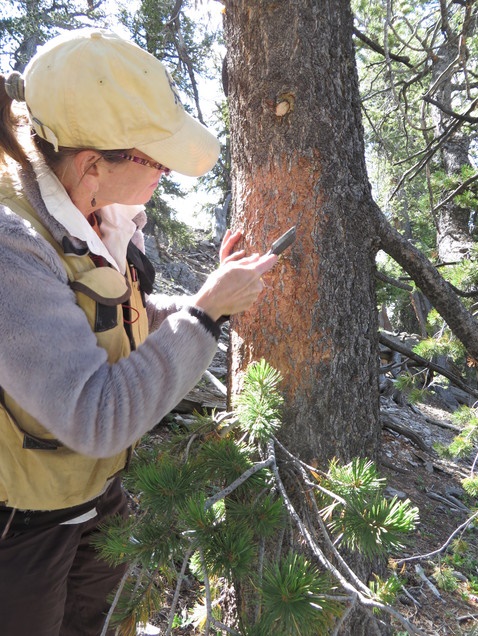 Barbara Bentz checks a pine tree for signs of mountain pine beetle damage