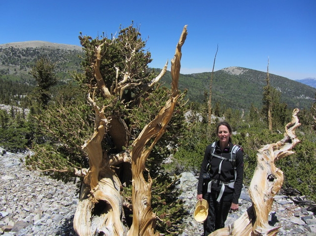 Barbara Bentz poses with a bristlecone pine in this undated photo from field research conducted during the summer of 2014