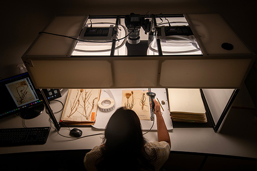 A researcher digitising specimens