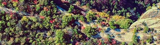 Overhead shot of autumnal trees in Shaanxi Province, China