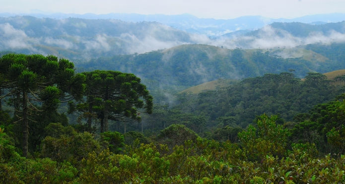 Tropical montane cloud forest photo.