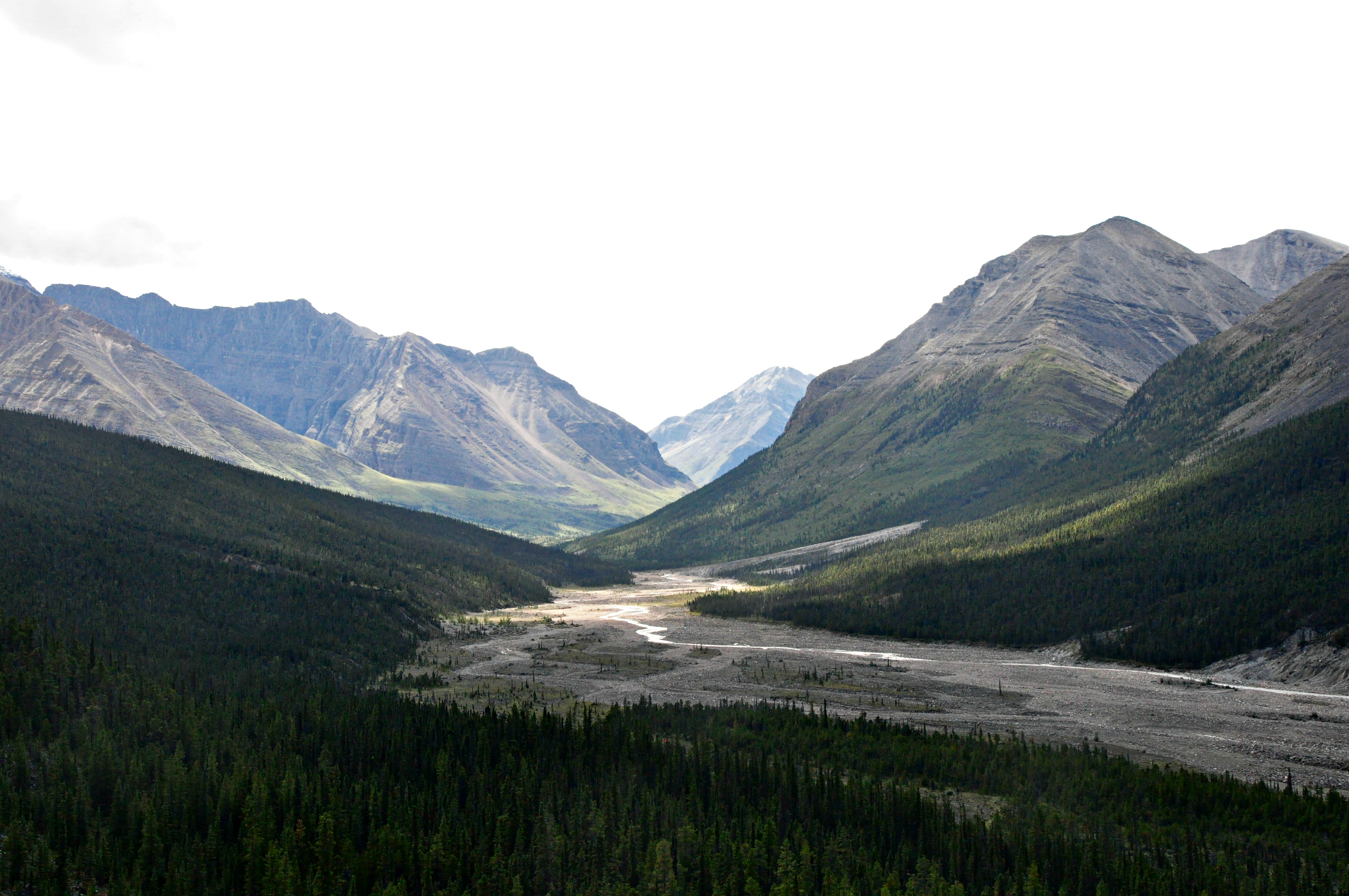 A Pinus contorta landscape in northern British Columbia, Canada, which is the general region where much of the Swedish P. contorta originated. Photo: Michael Gundale