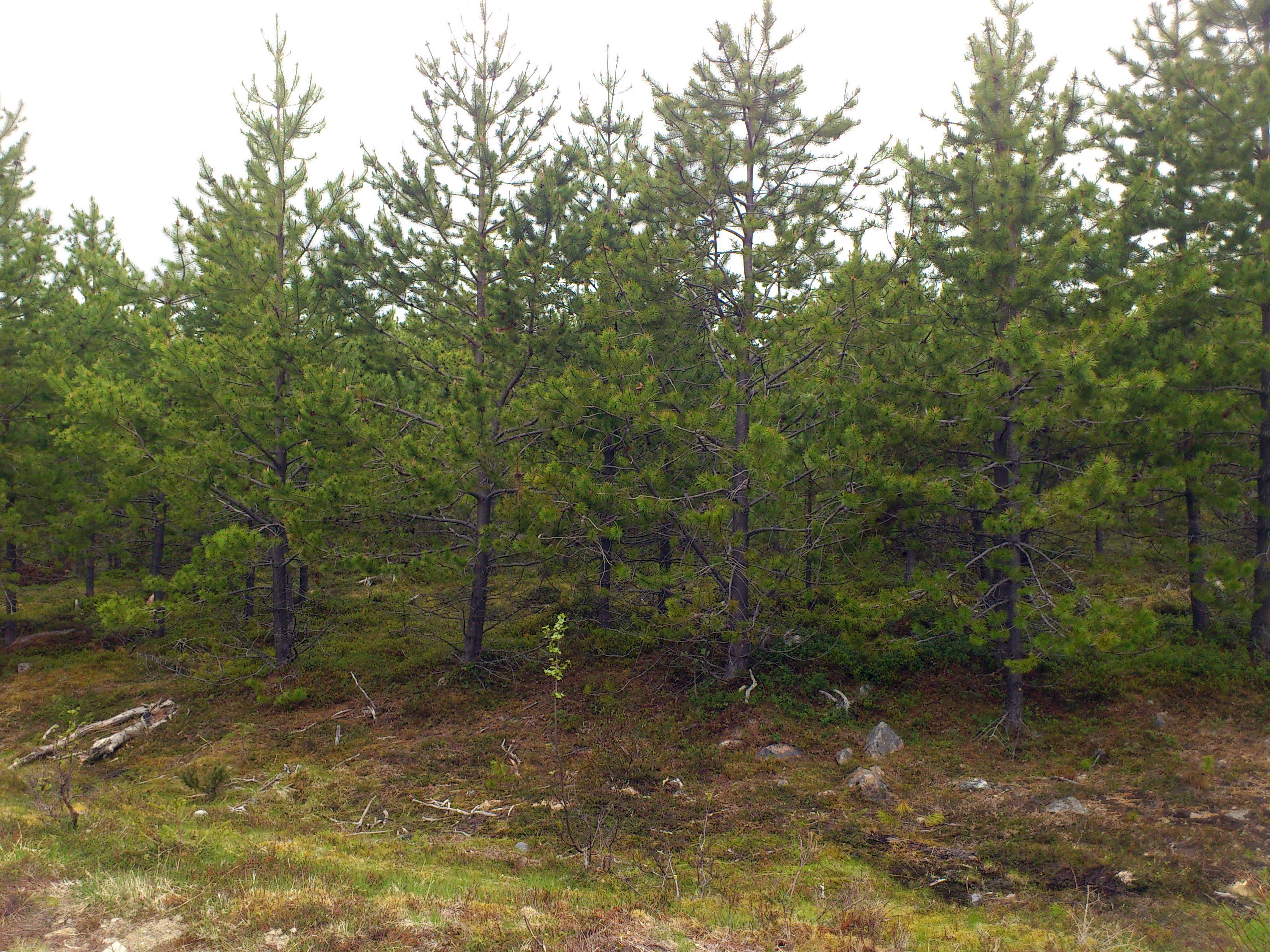 A Pinus contorta plantation in Norrbotten, the northernmost county in Sweden. Photo: Marie-Charlotte Nilsson Hegethorn