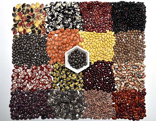 Bean diversity at the CGIAR gene bank in Colombia