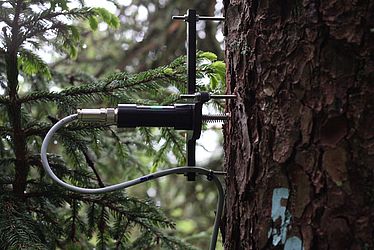 Point dendrometers mounted on tree stems continuously measure stem radii with a resolution of micrometers. The readings contain information about stem growth and tree water relations (Photo: Roman Zweifel)