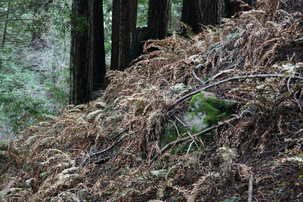 Dieback in the Californian redwood understorey