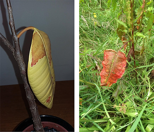Figure 1 from Thomas & Ougham (2016). Leaves change colour as their lives end.