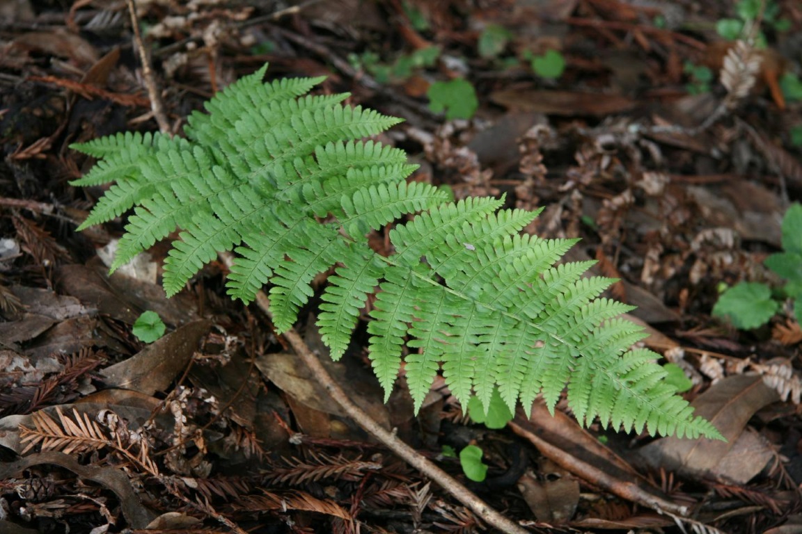 Dryopteris arguta frond