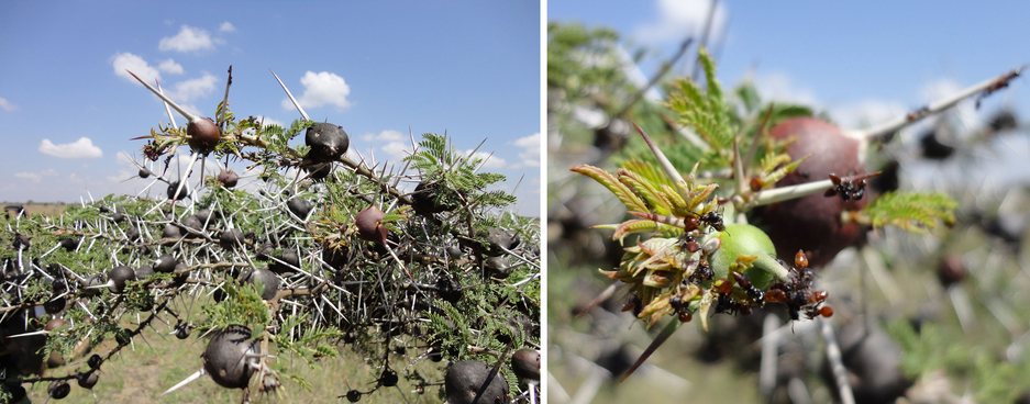 Although the ant Crematogaster nigriceps sterilizes its host plant, the African myrmecophyte Acacia drepanolobium, it increases its fitness because it colonizes mostly young trees and protects them against browsing. Photo: Megan Frederickson, University of Toronto, Toronto, Canada. (Figure 4 in Mayer et al.).