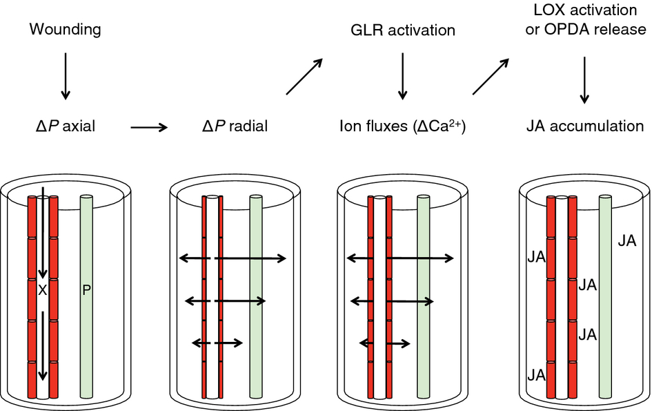 Figure 4. From Farmer et al. The squeeze cell hypothesis within the bundle sheath.