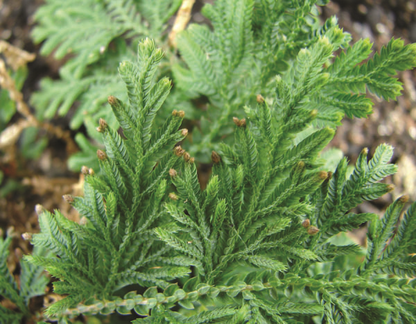 The lycophyte Selaginella moellendorffii, which has been an important model system for Jing-Ke Weng'sresearch