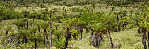 Cyathea tree ferns in Indonesian New Guinea