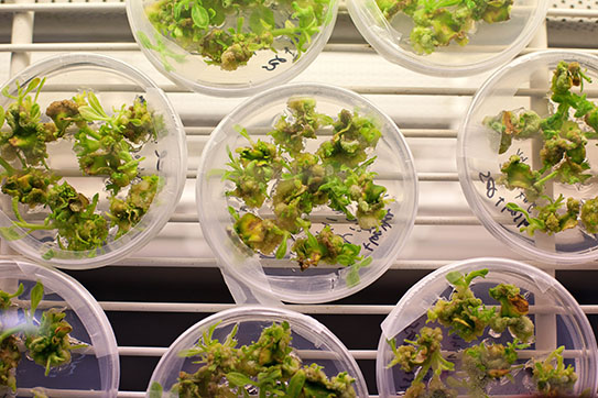 Plants in petri dishes. Photo courtesy of the RIPE Project.